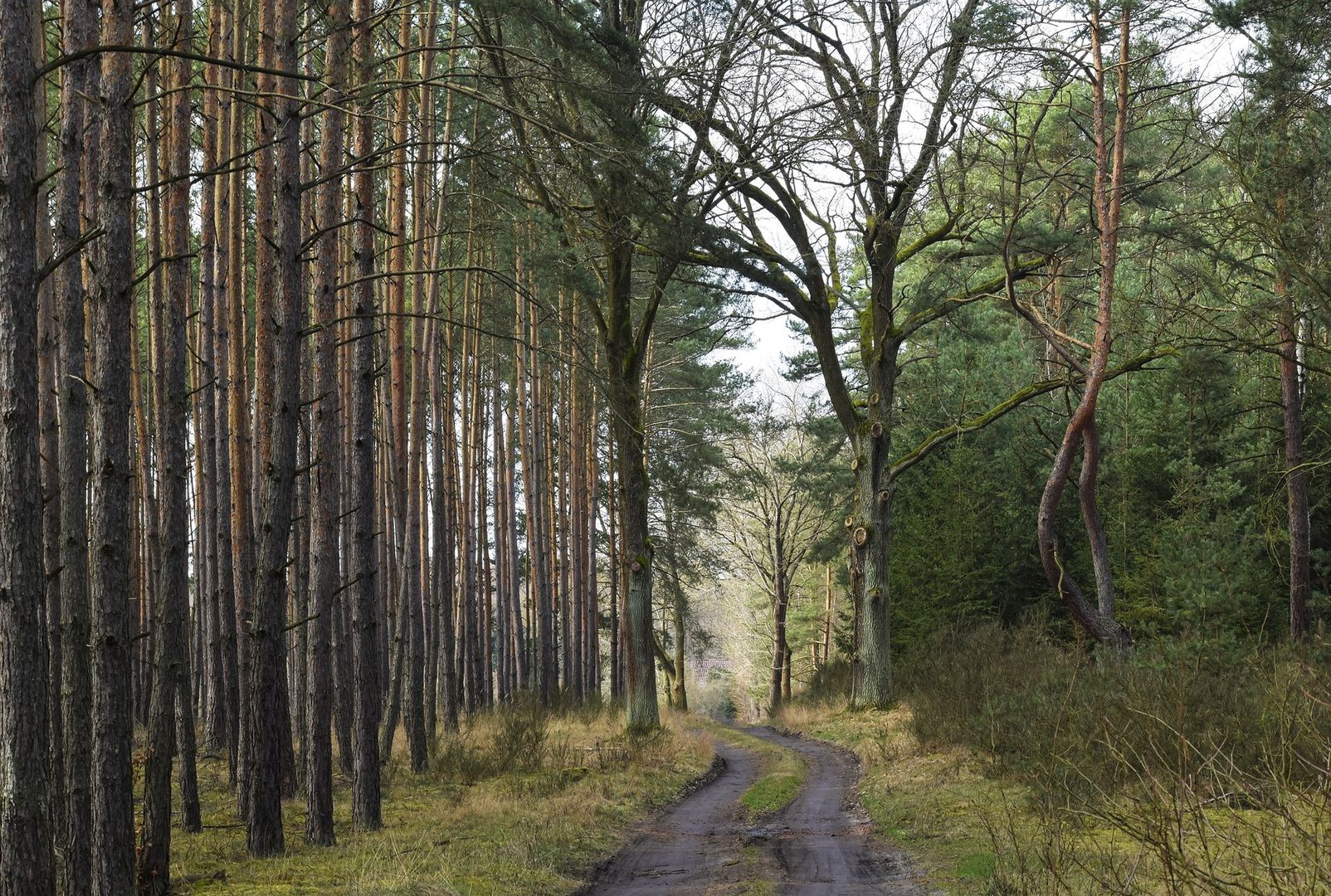 Zakaz wstępu do lasów koło Opola. Leśnicy mają bardzo pilny apel