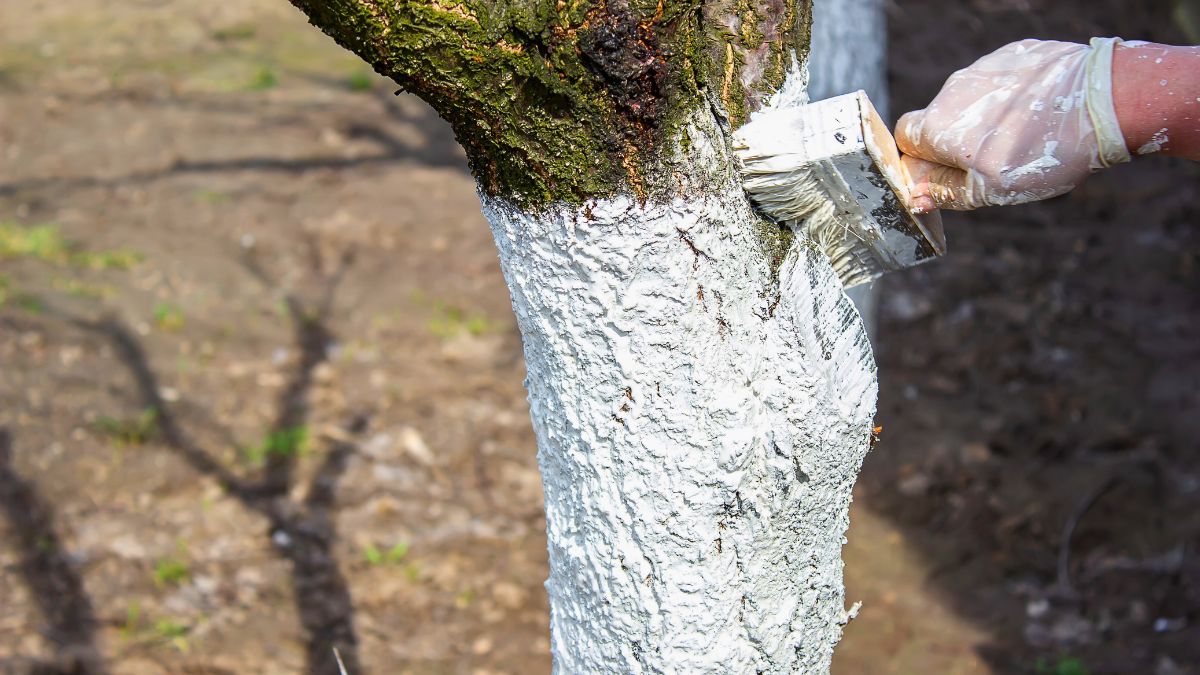 Ten zabieg to musthave, jeśli zależy ci na zdrowych drzewach owocowych. 