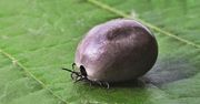 Kleszcze przenoszą koronawirusa? Odpowiedź może zaskoczyć
