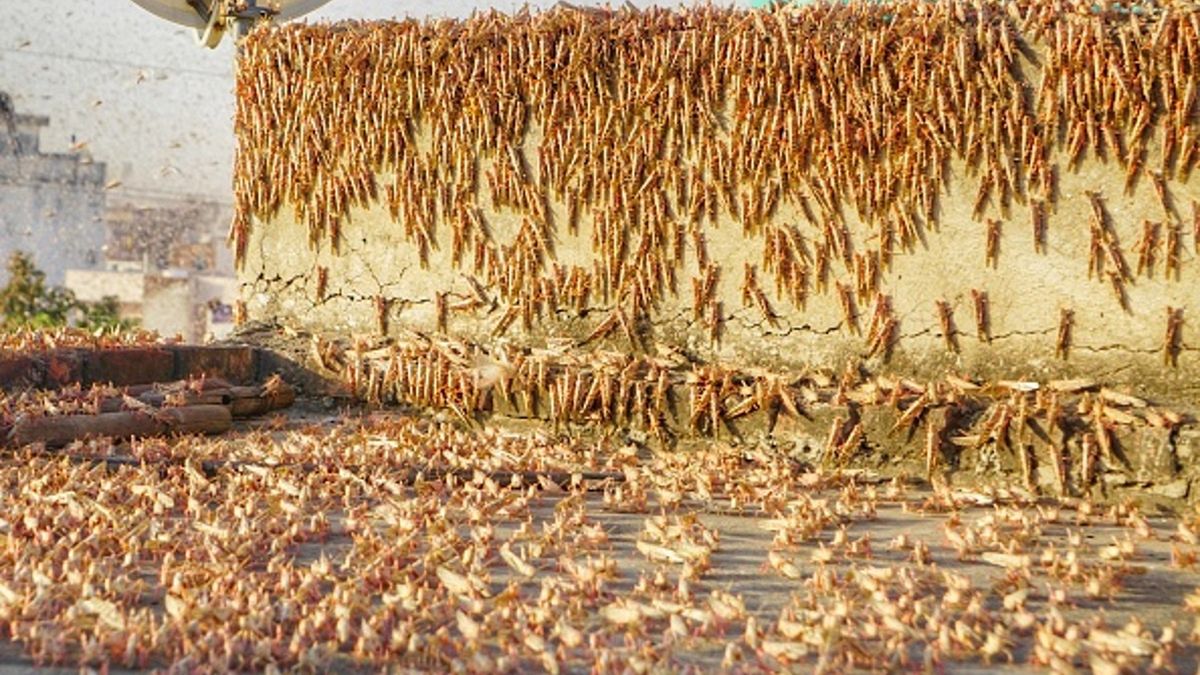 Mieszkańcy Indii zmagają się z falą upałów oraz inwazją szarańczy