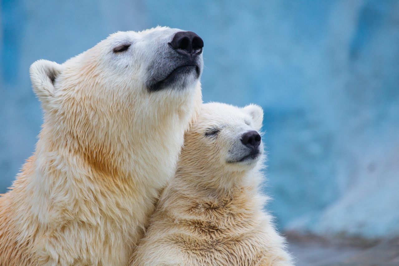 Counting polar bears. A new method to monitor their population