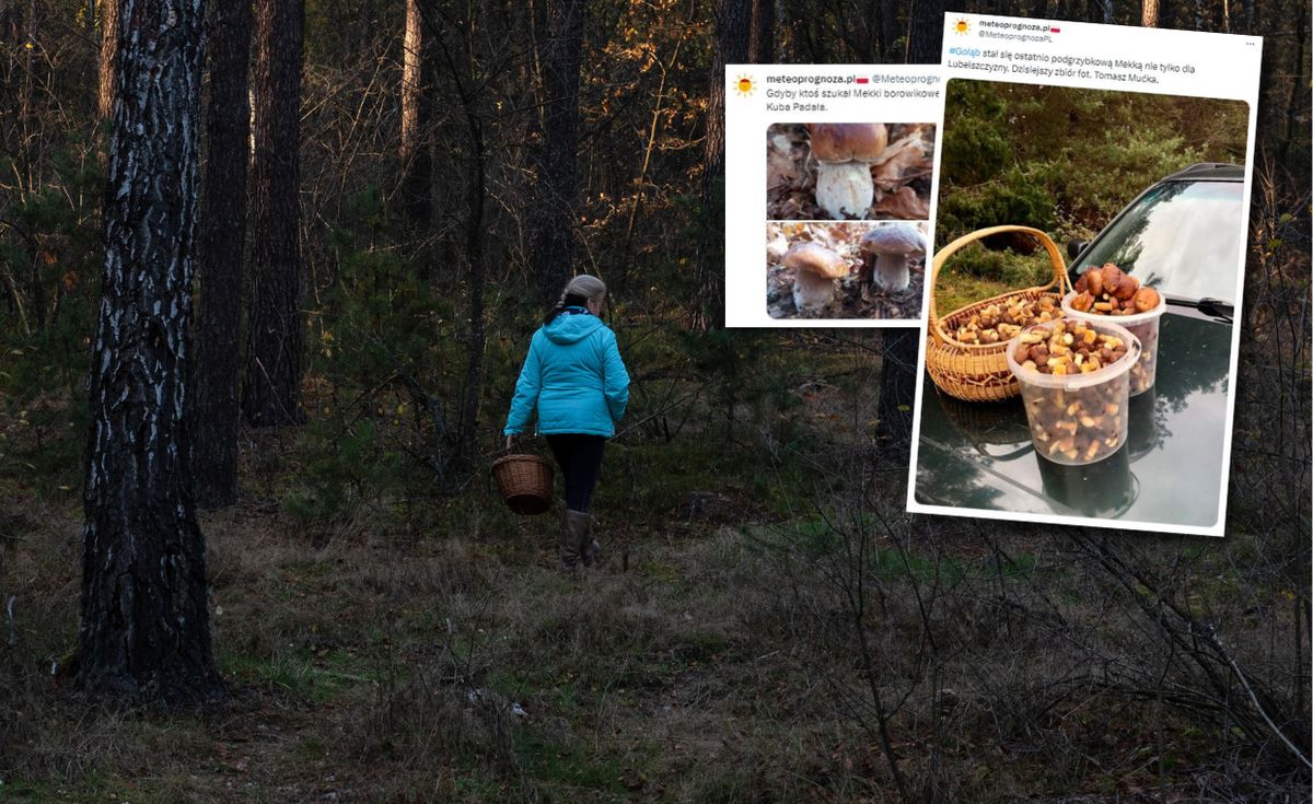 W niektórych regionach Polski wciąż można zbierać grzyby. I to pełne koszyki