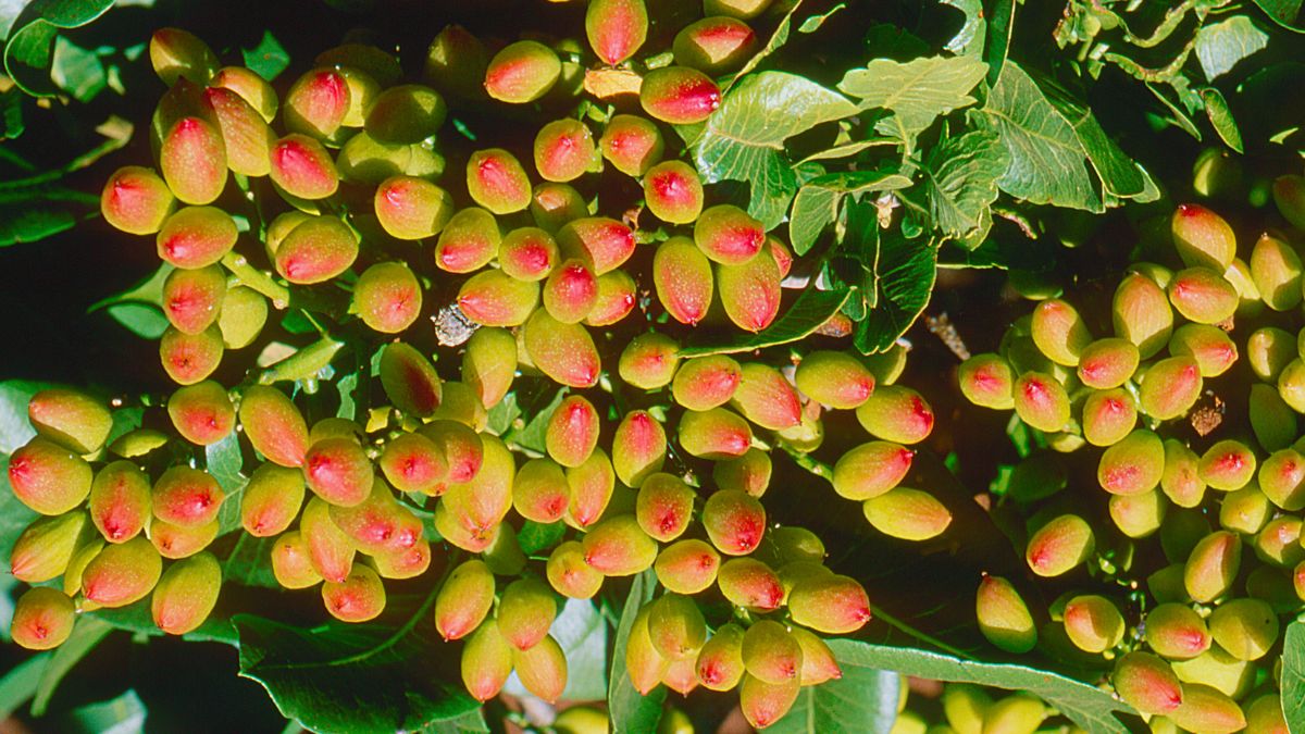 Drzewo pistacji właściwej. Pistacja pozytywnie wpływa na mózg