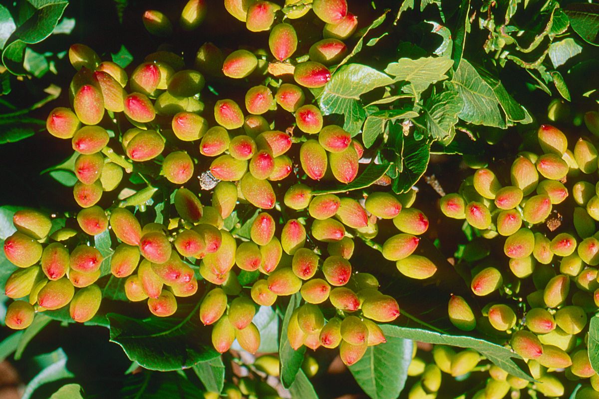 Pistachio tree. Pistachios have a positive effect on the brain.