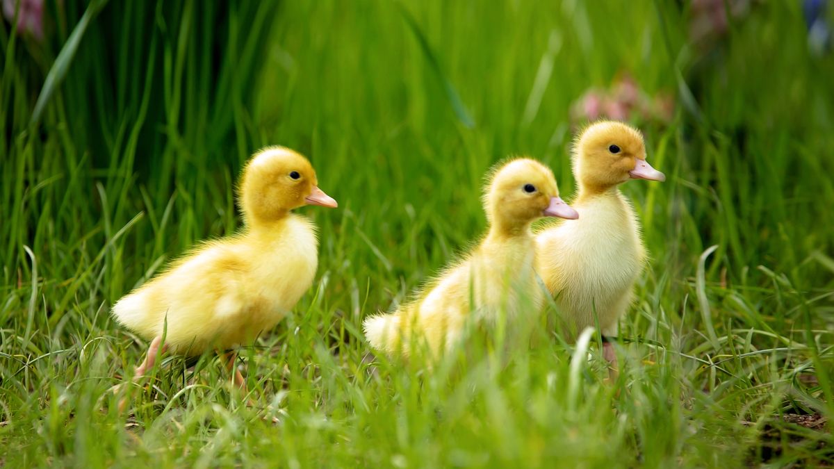 Coraz więcej osób porzuca kaczki domowe