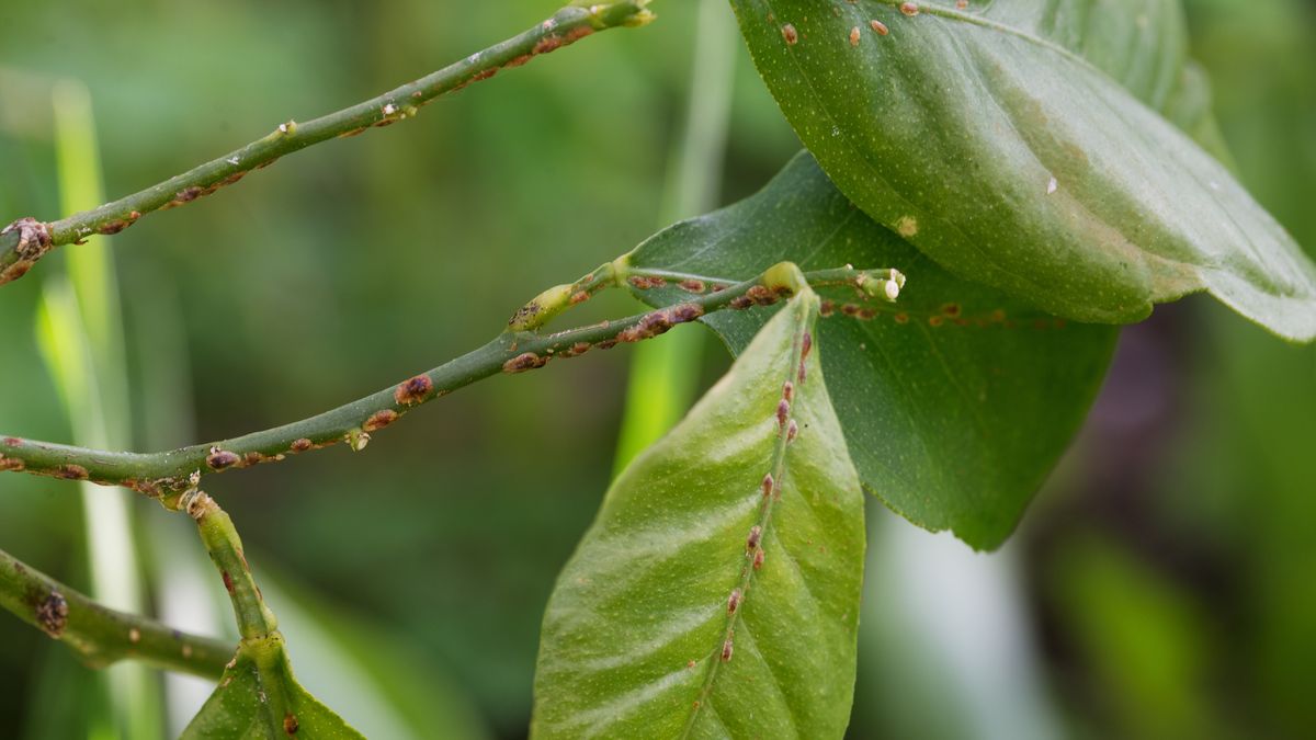 Domowe sposoby na tarczniki