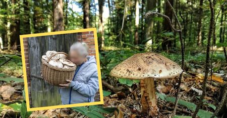 "Możecie zazdrościć". Wyniosła pełen kosz. Rosły na pastwisku