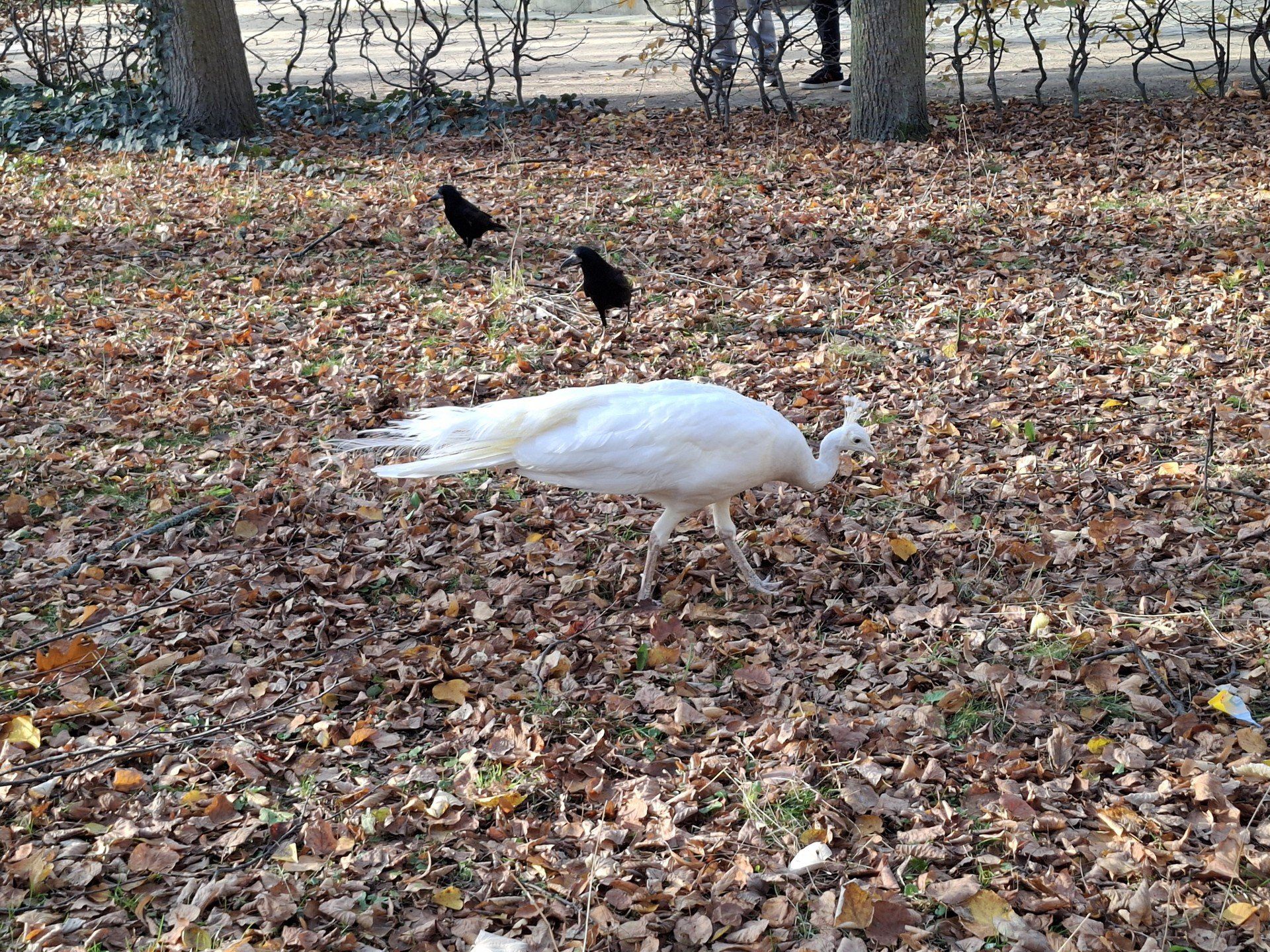Łazienki Królewskie jak z filmu. Alejki pokryły się złotem jesieni. Jest przepięknie