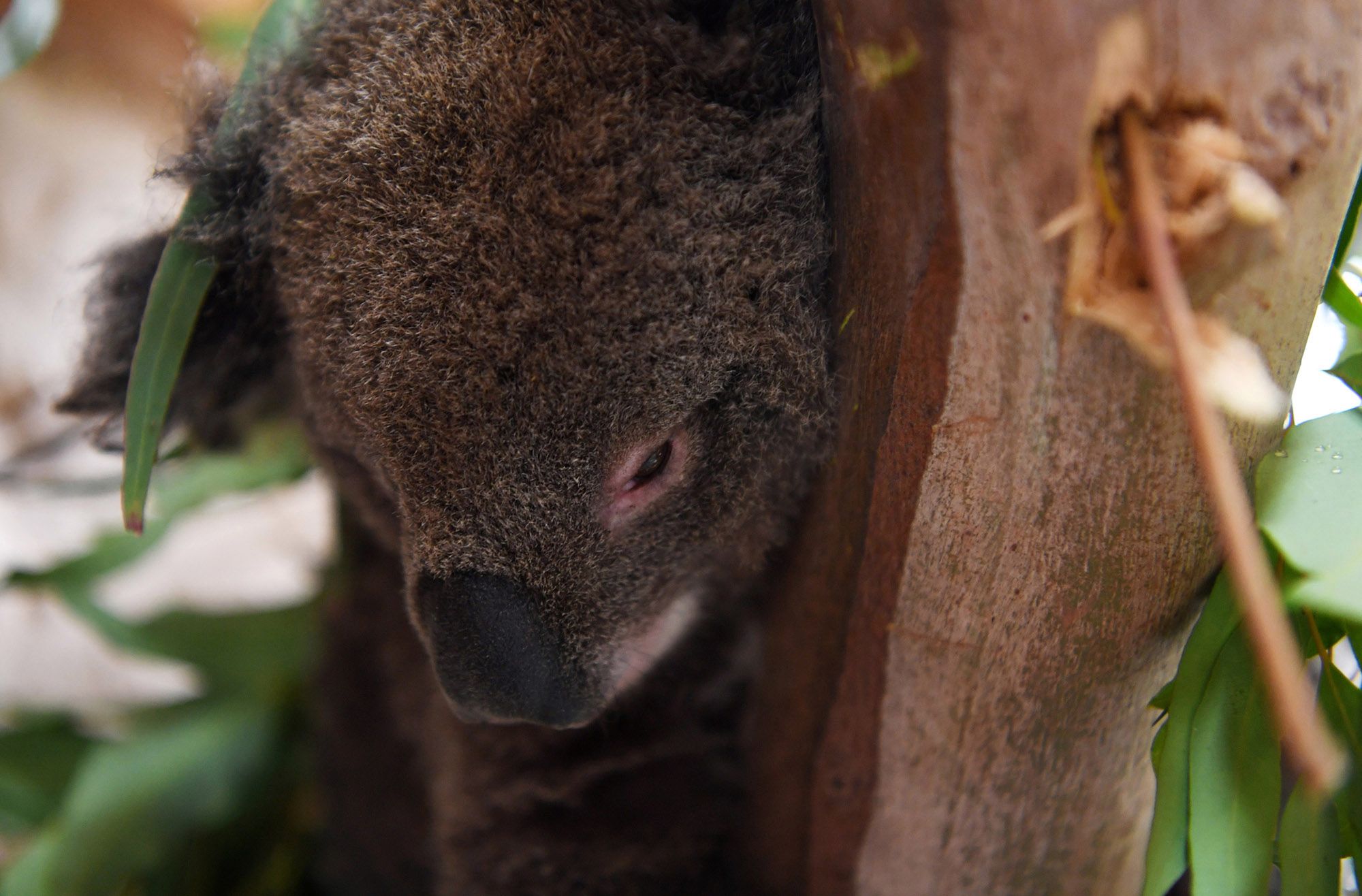 Australijczycy zajmują się zwierzętami. Wiele z nich odzyskało siły 5