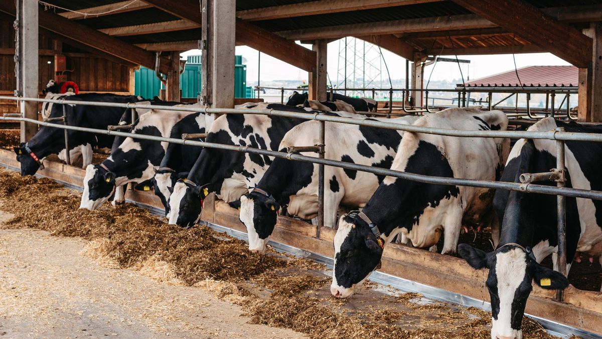 Właściciel skupu tłumaczy, że ma problemy finansowe