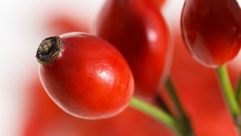 Dzika róża to bogactwo witaminy C