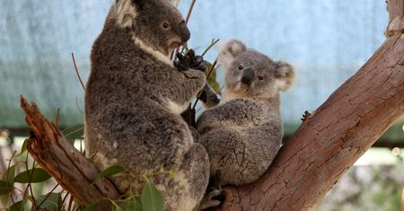 Australia chroni swoje zwierzęta. Szczepionka ma uratować populację