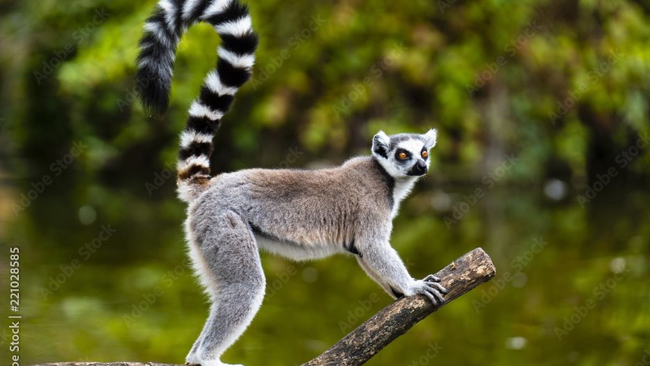 Lemur