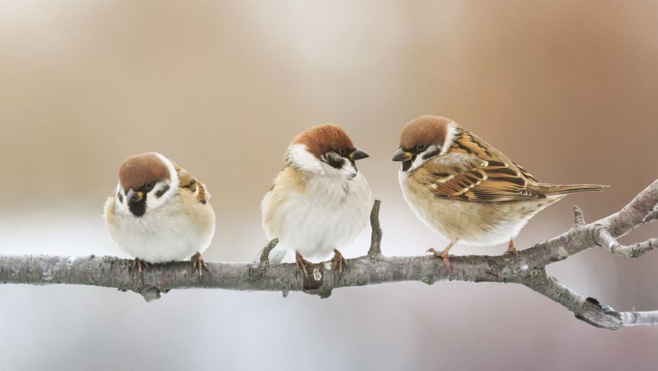 Mazurki to kuzyni domowych wróbli. Przylatują często i chętnie, zjadają wszelkie jadalne ziarna: kasze, słonecznik, pestki dyni itp.