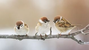 Jak karmić ptaki, by im nie zaszkodzić? Dokarmianie ptaków zimą