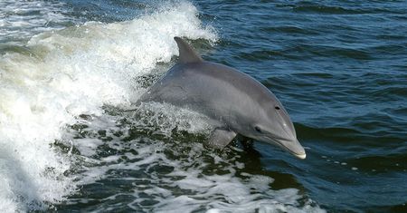 17 martwych delfinów wyrzuconych na brzeg po wycieku ropy na Mauritiusie