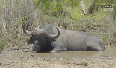 KRRiT uchyliła koncesję stacji Canal+ Polska