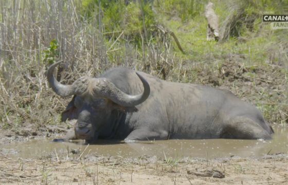 KRRiT uchyliła koncesję stacji Canal+ Polska