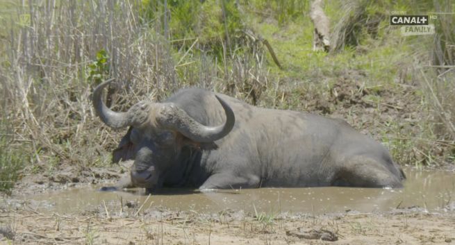 KRRiT uchyliła koncesję stacji Canal+ Polska