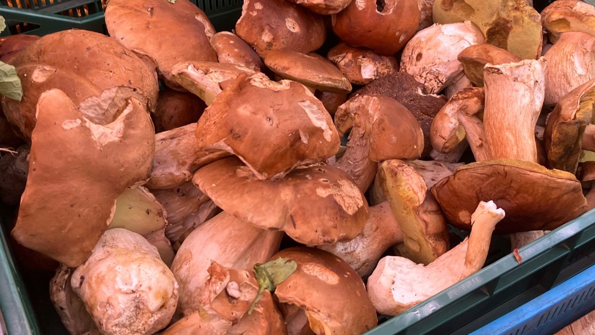 Borowiki na Hali Mirowskiej w Warszawie