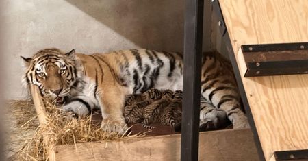 Para syberyjskich tygrysów z płockiego ZOO w majówkę została rodzicami