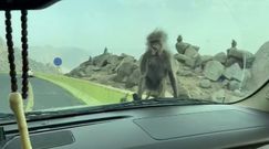 Kierowca nakarmił małpę. Nagranie z Arabii Saudyjskiej