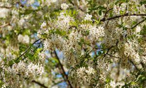 Rośnie w całej Polsce. Lepiej nie mieć jej w ogrodzie