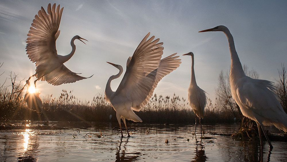 Poznaliśmy zwycięzców konkursu National Geographic Nature Photographer of the Year 2016 1