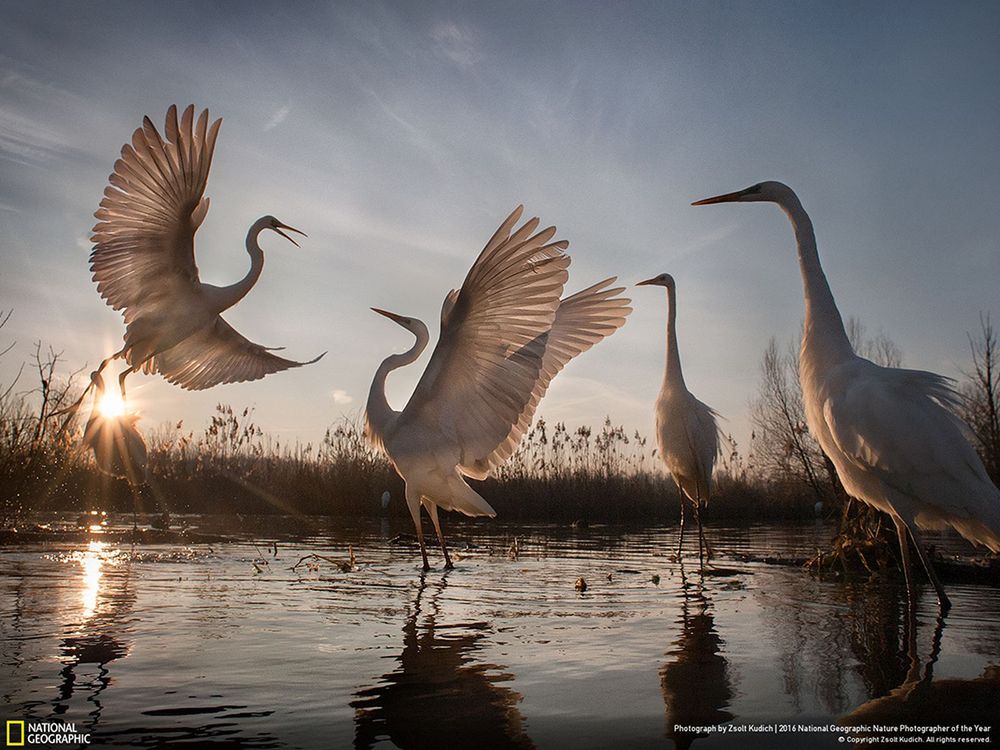 Konkurs National Geographic Nature Photographer of the Year jest bardzo prestiżowym współzawodnictwem z wieloletnią tradycją. Co roku jury, złożone ze światowej klasy ekspertów z dziedziny ochrony środowiska, dzikiej przyrody oraz fotografii, wybiera najlepsze zdjęcia.