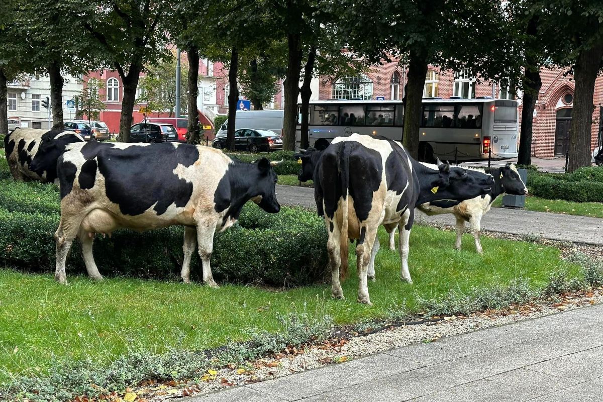 Krowy w centrum Słupska. Konieczna była interwencja policji