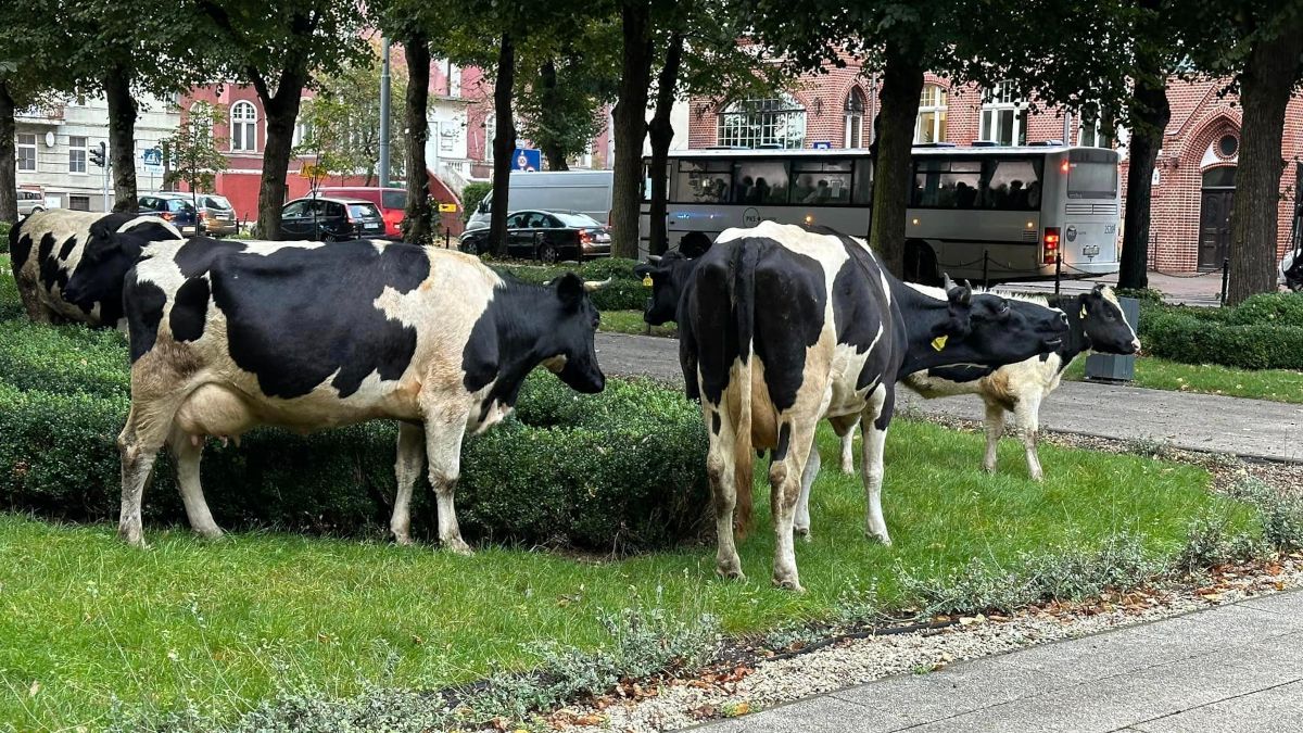 Krowy w centrum Słupska.