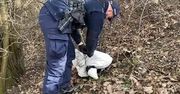 Trzemeszno: Wyrok za uśmiercenie psa. Sprawca trafi do więzienia