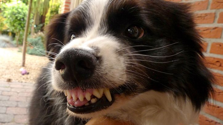 "Syndrom wilkołaka" po toksycznych przysmakach dla psów