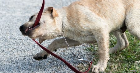 Dlaczego pies gryzie smycz? Chce "powiedzieć" coś bardzo ważnego