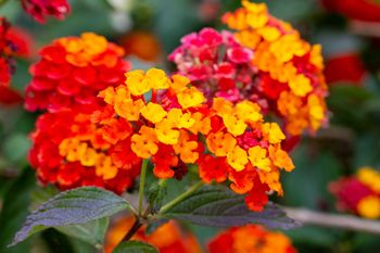 Zastąpi pelargonie i begonie. Lantana zmienia kolor i kwitnie do mrozów