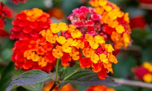 Zastąpi pelargonie i begonie. Lantana zmienia kolor i kwitnie do mrozów