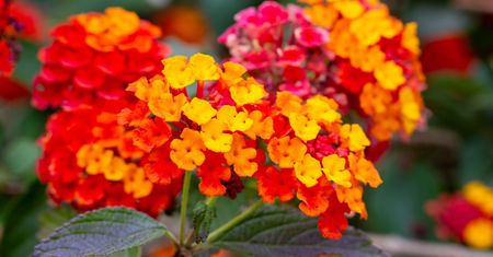 Zastąpi pelargonie i begonie. Lantana zmienia kolor i kwitnie do mrozów