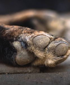 Ogłuszył psy pięścią i zakopał w ziemi. Zwierząt nie udało się uratować