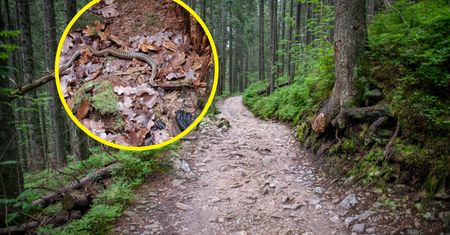 Powinna być w stanie hibernacji. Ten widok zaskoczył leśników