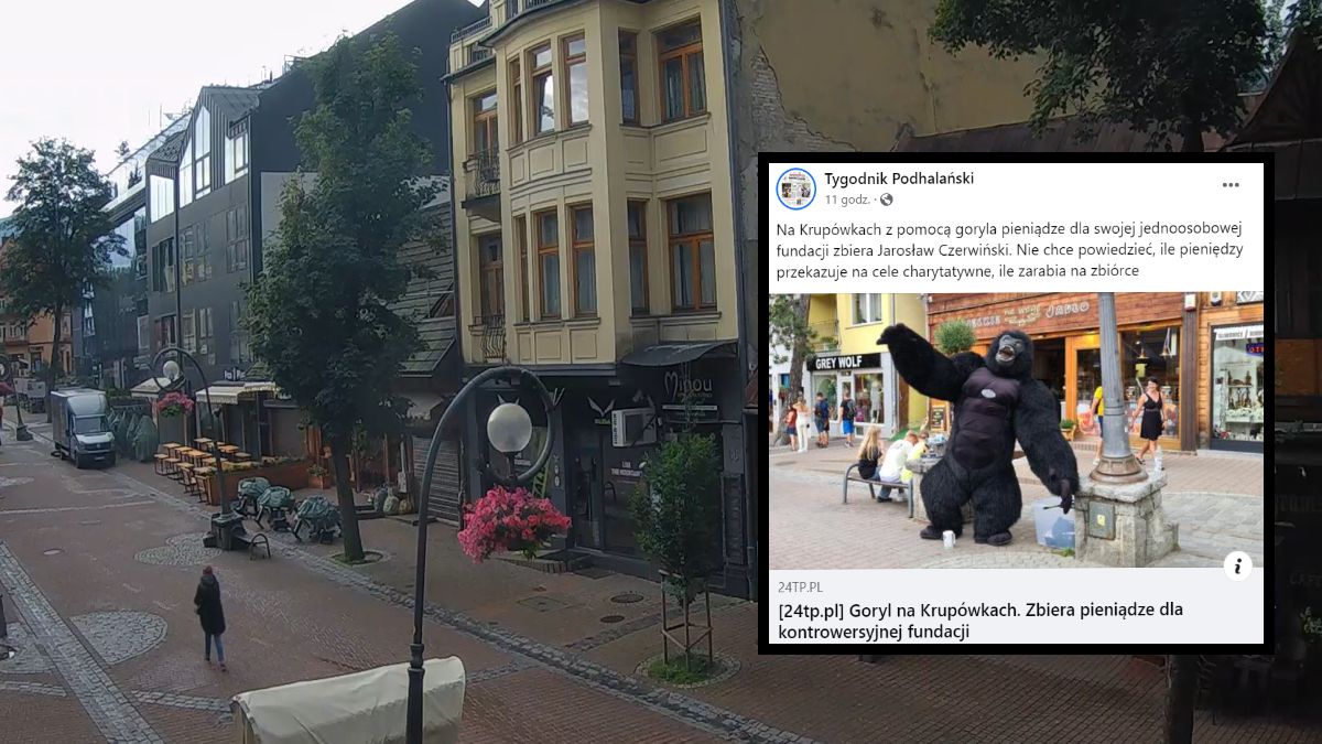 Pamiątkowe zdjęcie z gorylem można wykonać na Krupówkach