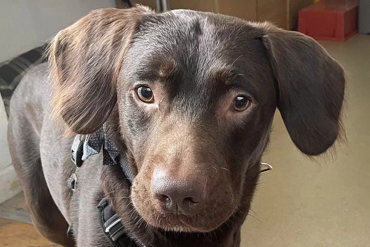 Coco, pierwszy pies wyratowany z uzależnienia od alkoholu