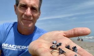 Pokazał zdjęcia z plaży. "Nie dotykaj"