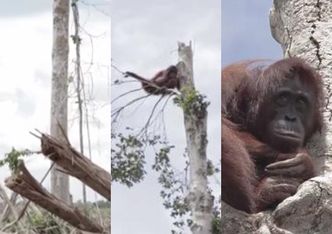 Przerażony orangutan przytula się do... ostatniego ocalałego drzewa