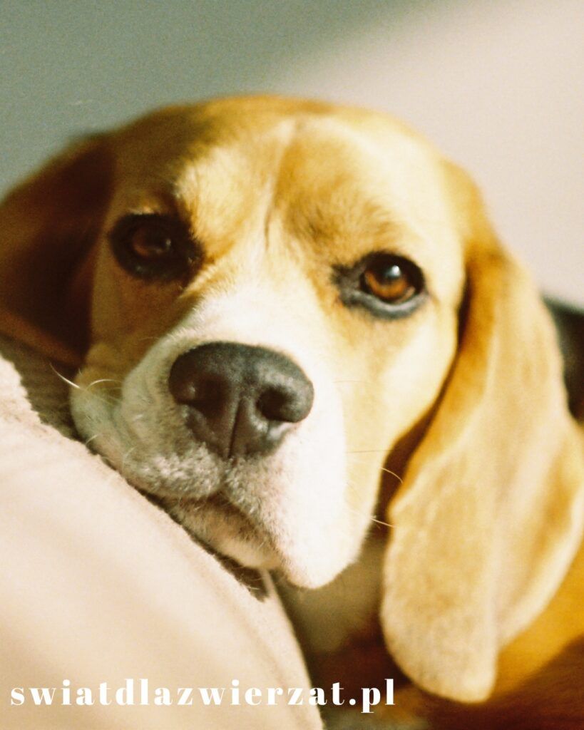 pies rasy beagle