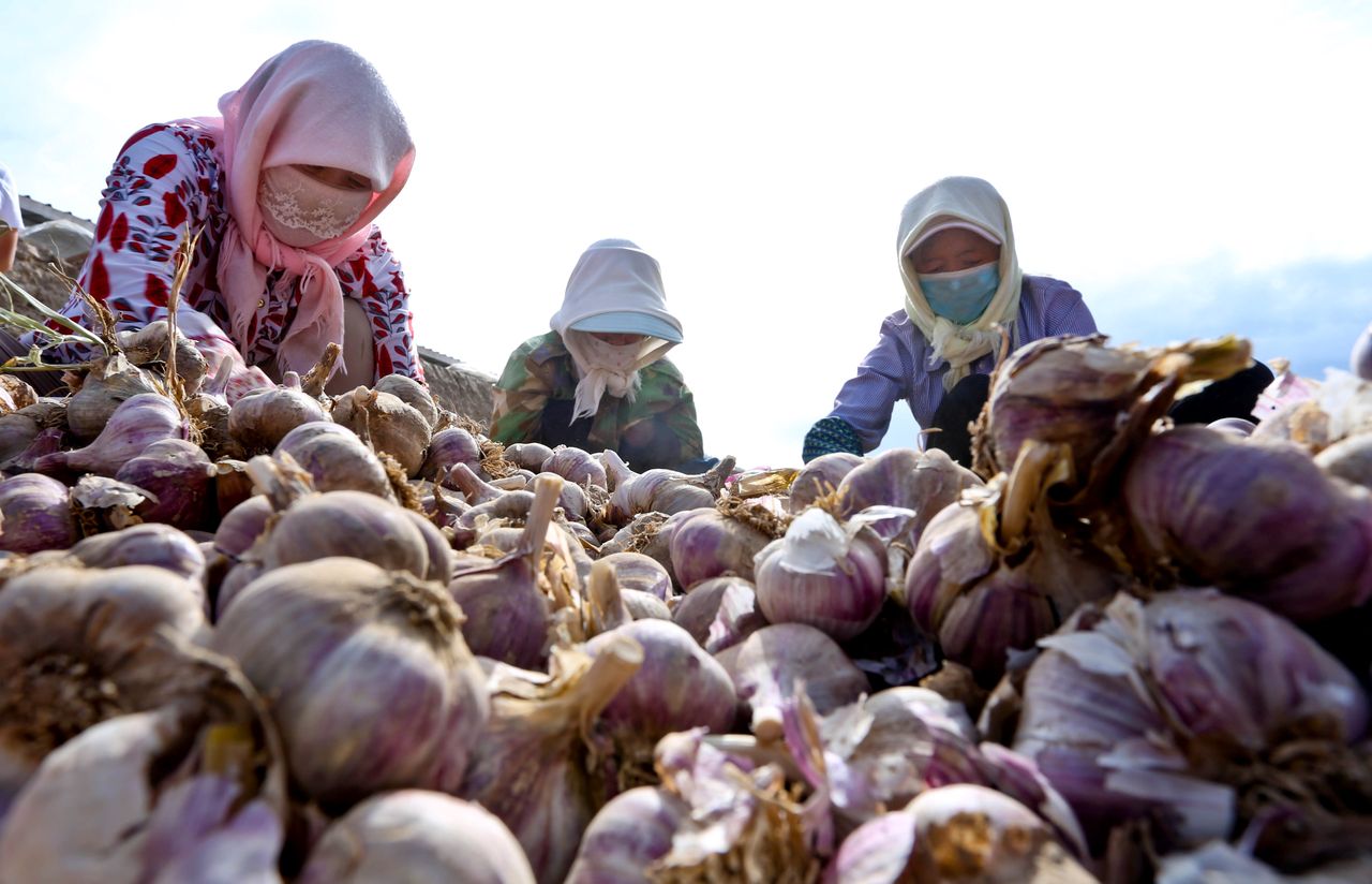 China is the largest exporter of garlic to the USA.