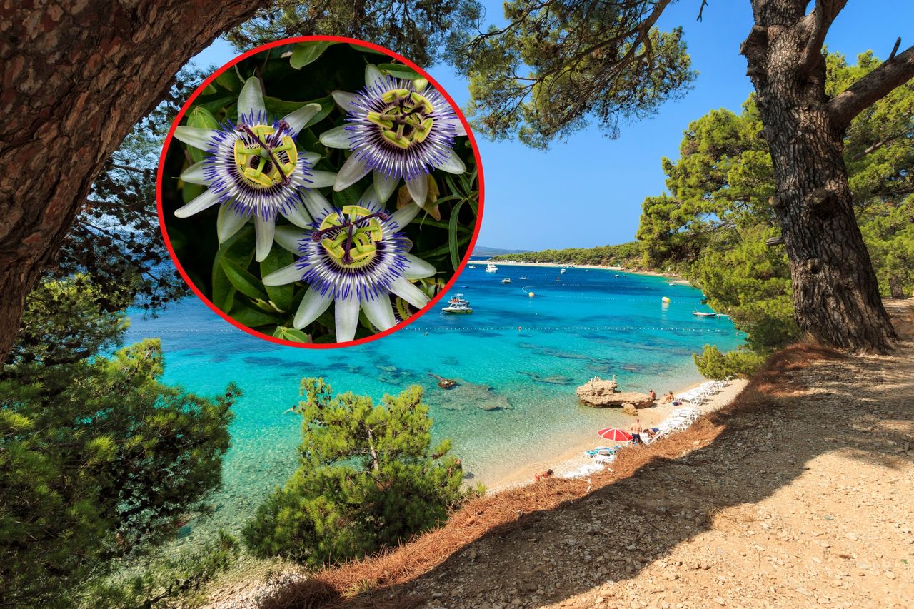 Twój ogródek może mieć klimat rodem z Chorwacji