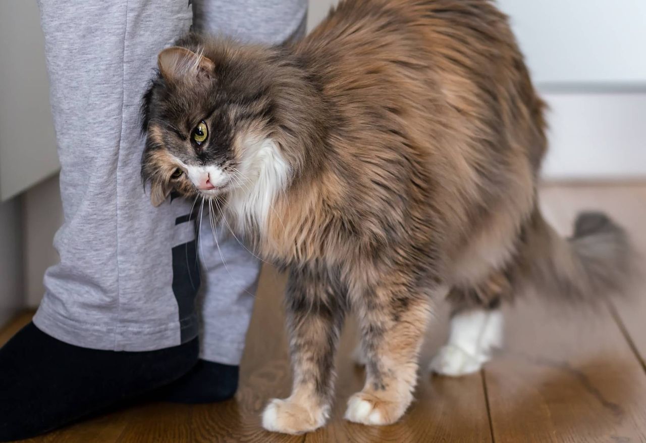 "Barankowanie" to jasny znak. Pod żadnym pozorem go nie lekceważ