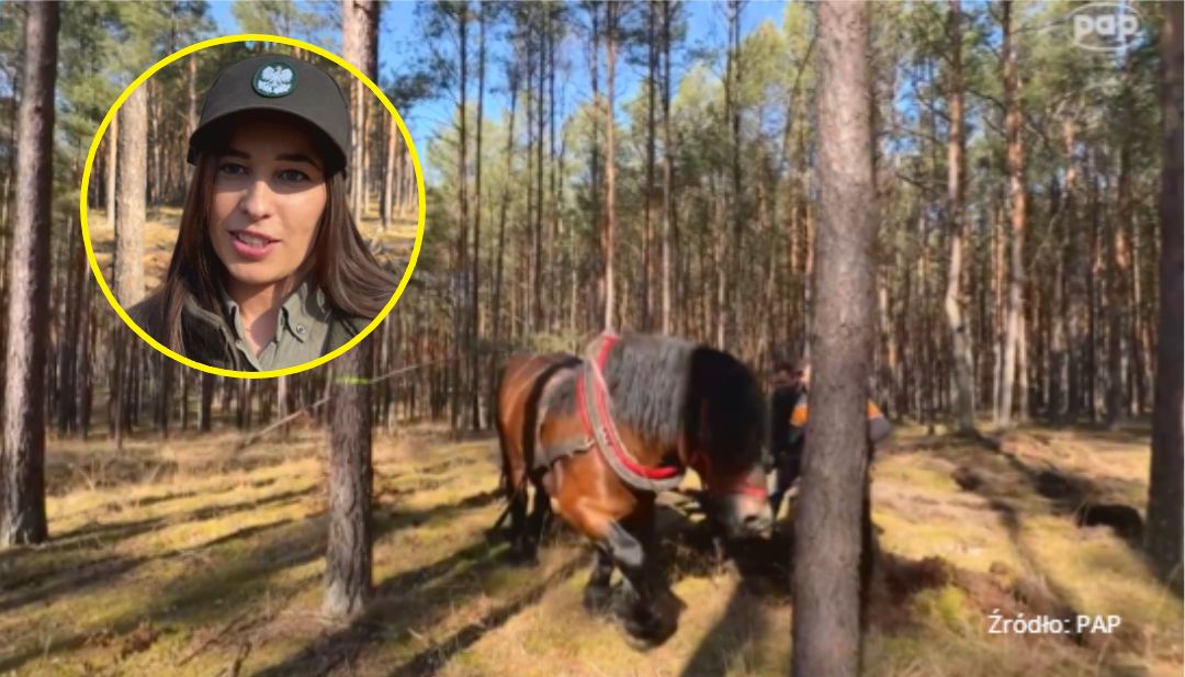 Jeden z ostatnich koni pracujących w lasach. Oto, czym zajmuje się koń Maciej