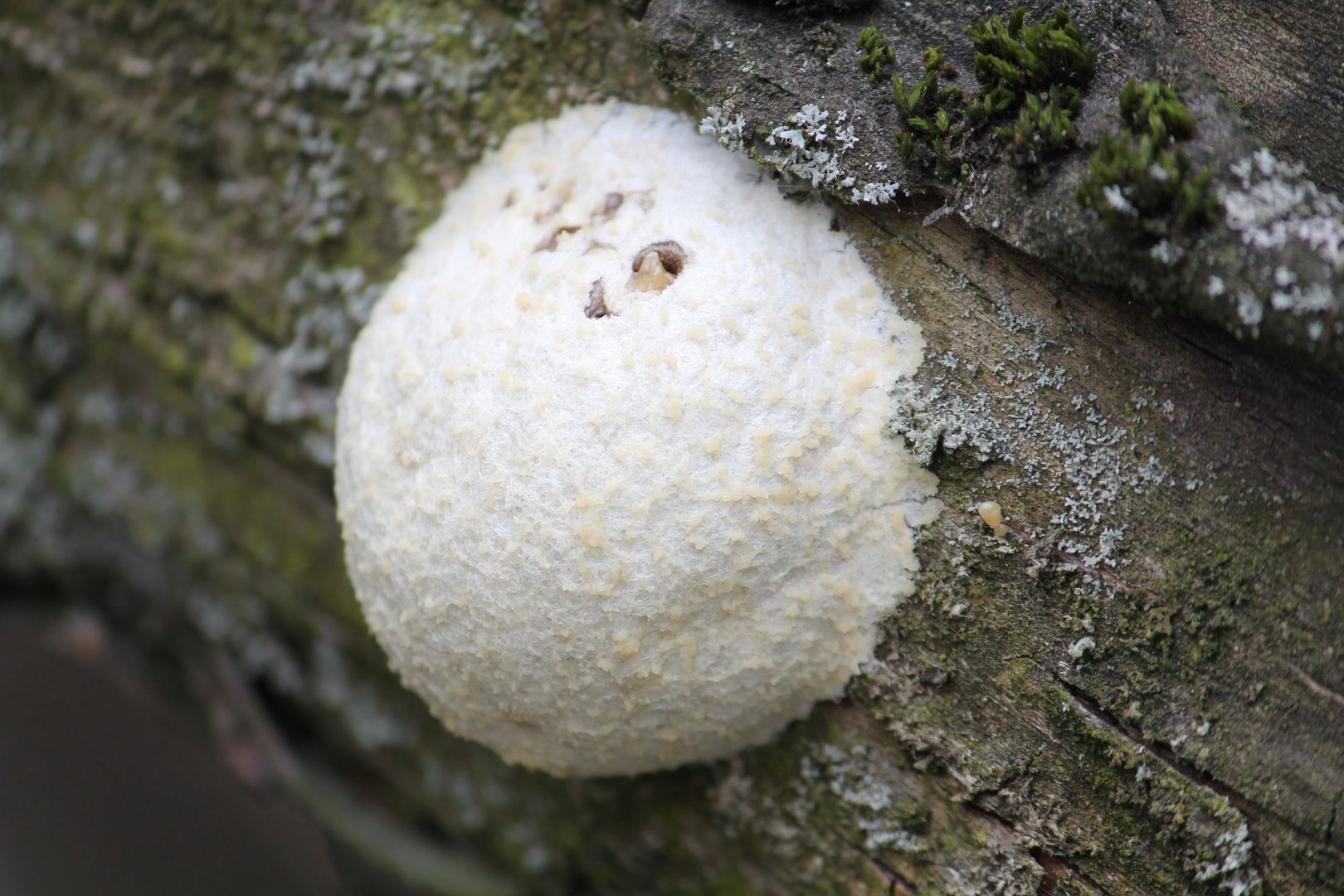 Samotek zmienny czyli reticularia lycoperdon