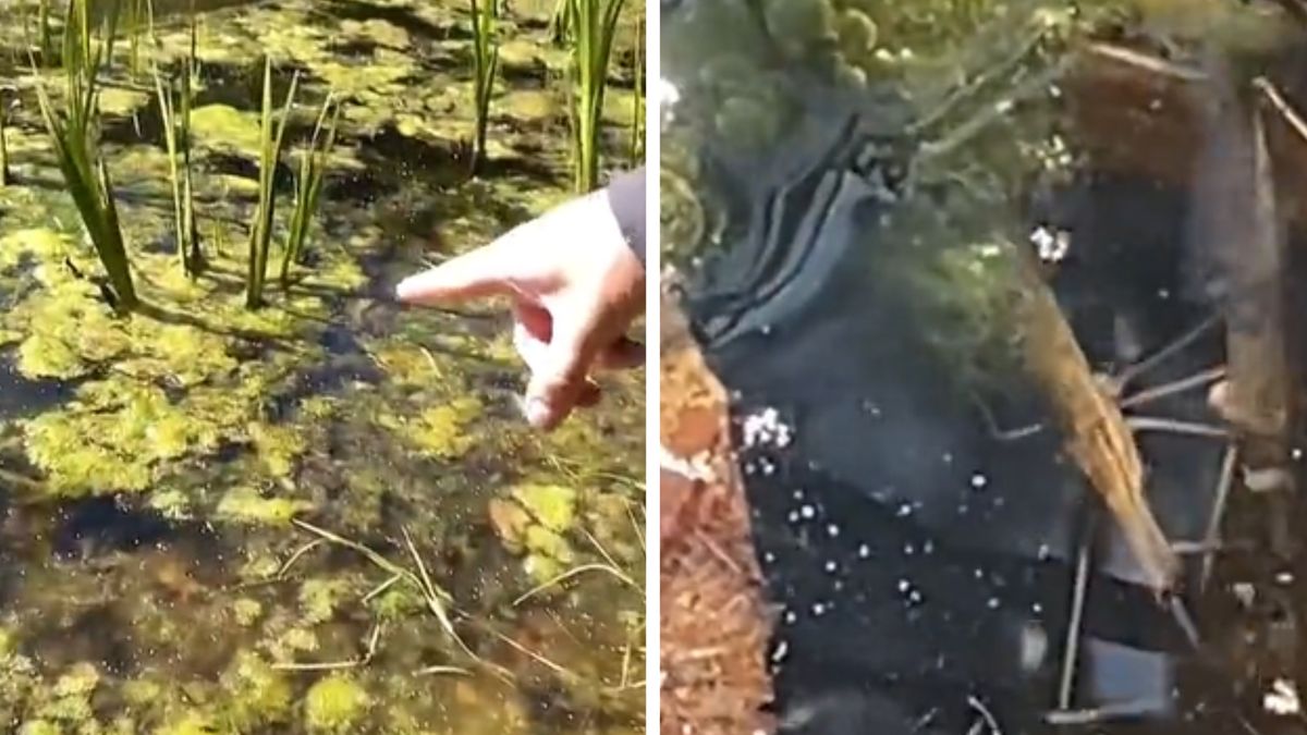 Pokazał, co żyje w jeziorach